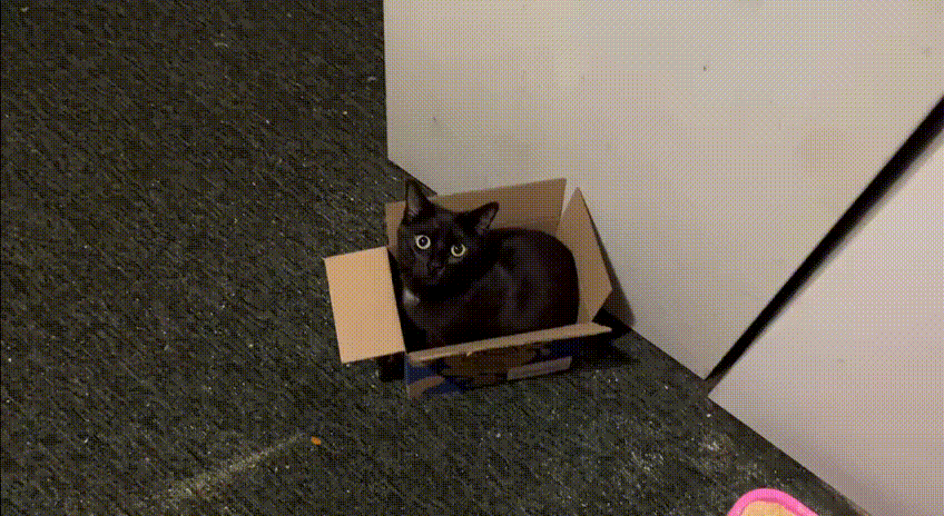 Kiki in the box